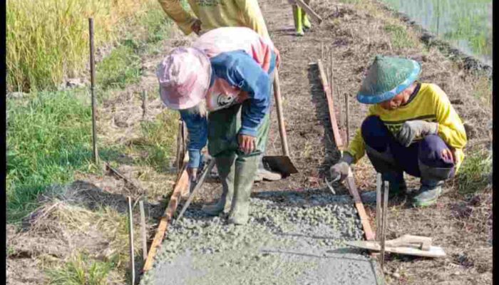 Desa Pacalan Rabat Beton Jalan Pemukiman Pertanian