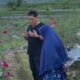 Kebun Mawar