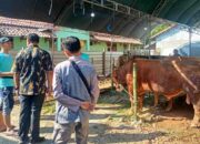 Masjid Moetiah Blora Sembelih 25 Ekor Sapi dan 9 Ekor Kambing