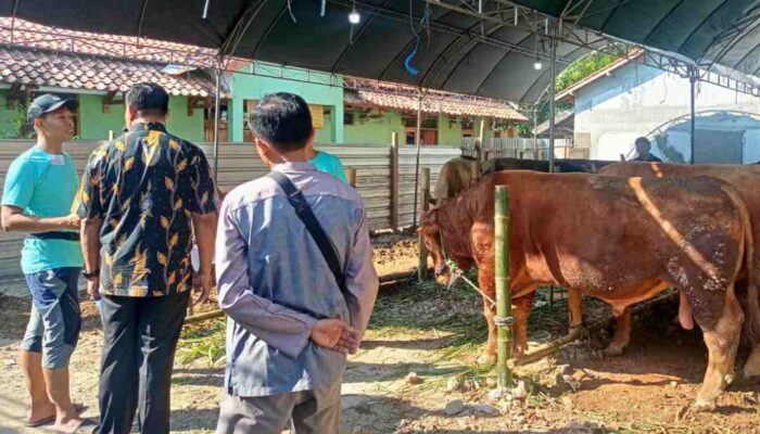 Masjid Moetiah Blora Sembelih 25 Ekor Sapi dan 9 Ekor Kambing