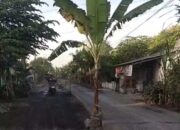 Jalan Desa Condro Lumajang Akan Dijadikan Lahan Tanaman Pisang