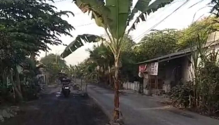 Jalan Desa Condro Lumajang Akan Dijadikan Lahan Tanaman Pisang