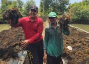 Manfaatkan Lahan Kosong, Mahasiswa FPK Budidaya Rumput Laut