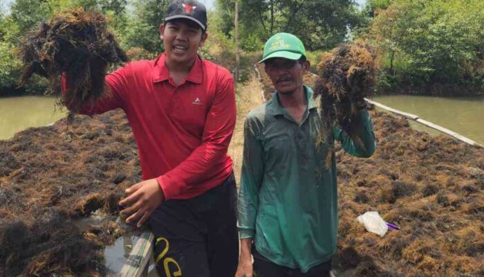 Manfaatkan Lahan Kosong, Mahasiswa FPK Budidaya Rumput Laut