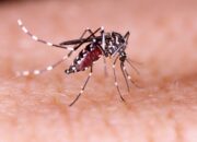 Serangan DB Menghantui, Warga Diimbau Rutin Basmi Jentik Nyamuk