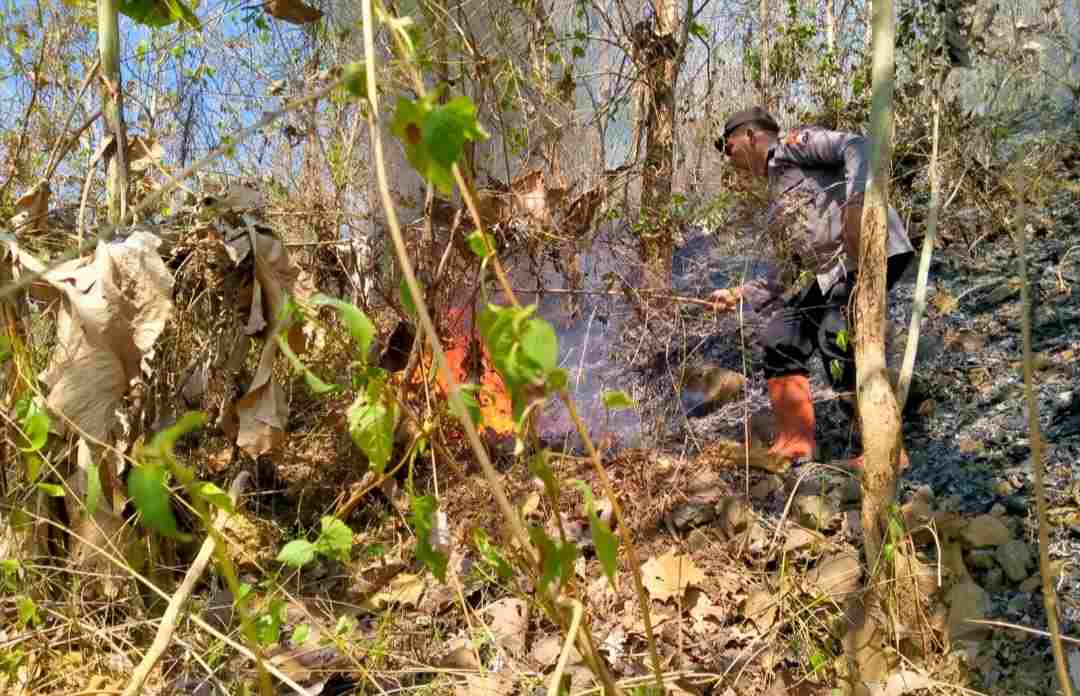 Hutan Gunung Liliran