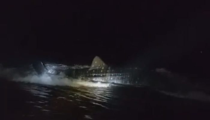 Hiu Tutul Sepanjang 3 Meter Terdampar di Pantai Getem Puger Jember