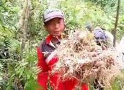 Apa Kabar Temuan Ribuan Batang Ganja di Senduro Lumajang? DPRD Geram