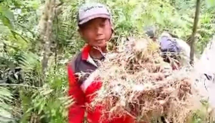 Apa Kabar Temuan Ribuan Batang Ganja di Senduro Lumajang? DPRD Geram
