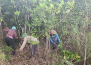 Laskar Hijau Tanam 10.000 Pohon Bambu di Gunung Lemongan