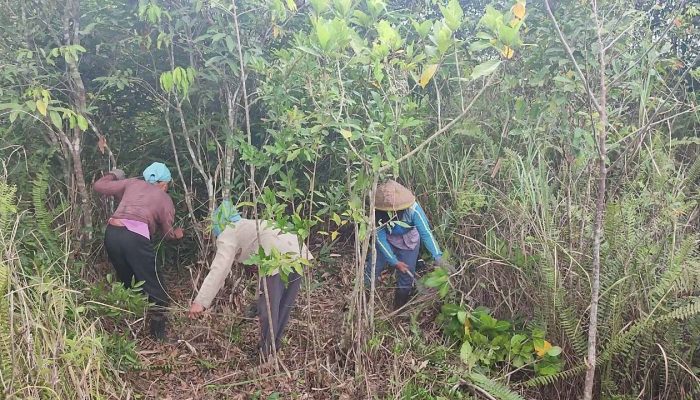 Laskar Hijau Tanam 10.000 Pohon Bambu di Gunung Lemongan