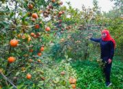 Khofifah Ajak Warga Jatim Perbanyak Konsumsi Buah Lokal