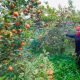 Buah Lokal