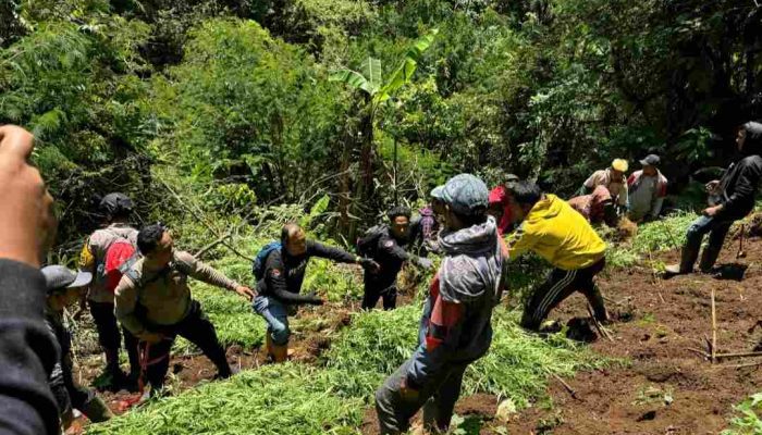 Menguak Dalang Ribuan Tanaman Ganja di Lereng Semeru