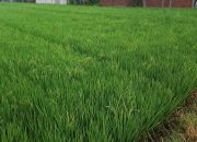 Malang Diguyur Hujan Berkah Bagi Petani