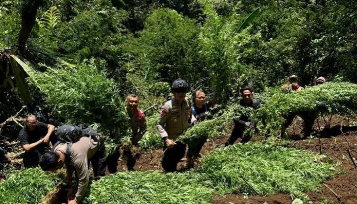 Duh, Lagi Ladang Ganja 1.500 Batang di TNBTS Ditemukan Polres Lumajang