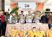 Lagi, Polres Lumajang Ringkus Dua Petani Ganja, Ribuan Batang Ganja Disita
