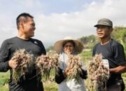 Sujatno-Ida Hadiri Panen Bawang Merah dan Padi di Dua Wilayah
