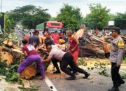 Pohon Sadan Tumbang di Depan Puskesmas, Arus Macet 3 Km
