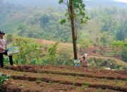 PT Bina Pertiwi Tanam 2.448 Bibit Alpukat Aligator di Lereng Gunung Arjuno