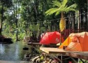 Pesona Kampung Durian Pakis Jember, Bisa Bermalam di Tepi Sungai Sambil Makan Durian