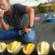 Belah Duren