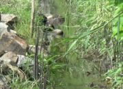 Proyek JITUT di Pulolor Jombang Parah, Dìkerjakan Asal, Kini Mangkrak