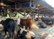 Wabah PMK Merebak di Mojokerto, Peternak Rugi Besar