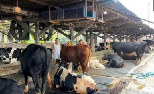 Wabah PMK Merebak di Mojokerto, Peternak Rugi Besar