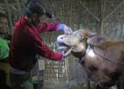 Cegah Virus PMK, Disnakkan Bojonegoro Imbau Perhatikan Pakan dan Kebersihan Kandang Sapi