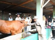 Disnakkan Bondowoso Awal 2025 Beri Vaksinasi PMK Disaksikan Pj Bupati