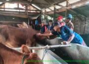 Sinergi TNI dan Petugas Pertanian, 44 Sapi di Trowulan Terima Vaksinasi PMK