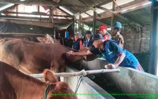 Sinergi TNI dan Petugas Pertanian, 44 Sapi di Trowulan Terima Vaksinasi PMK