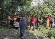 Tiga Pohon Tumbang Timpa Mobil di Batu