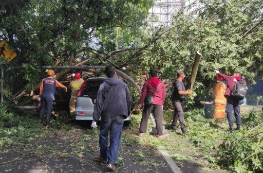 Tiga Pohon Tumbang Timpa Mobil di Batu