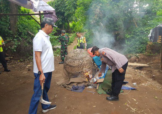 sabung ayam