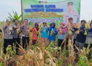 Panen Raya Jagung di Lebakjabung, Dorong Ketahanan Pangan Nasional
