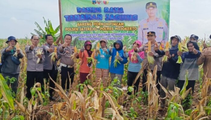 Panen Raya Jagung di Lebakjabung, Dorong Ketahanan Pangan Nasional