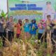 Panen Raya Jagung