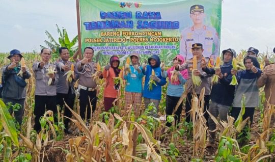 Panen Raya Jagung