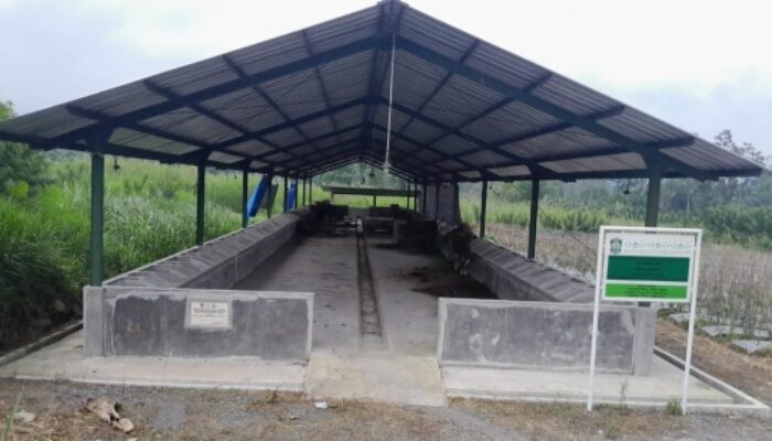 Program DT Peduli di Sumbermujur Lumajang Gagal