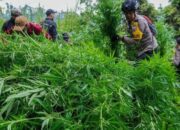 Kasus Ladang Ganja Lumajang, Warga Desak Mabes Polri Ungkap Aktor Intelektual-nya