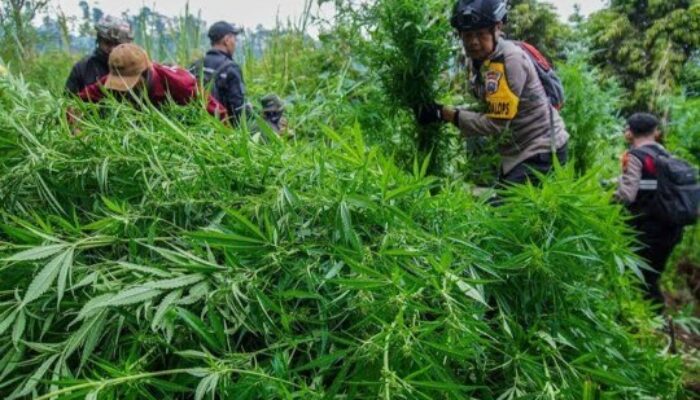 Kasus Ladang Ganja Lumajang, Warga Desak Mabes Polri Ungkap Aktor Intelektual-nya