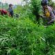 Ganja