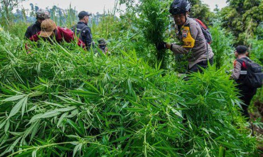Ganja