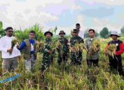Dandim 0804 Magetan dan Tim Bulog Tinjau Panen Padi di Desa Ginuk