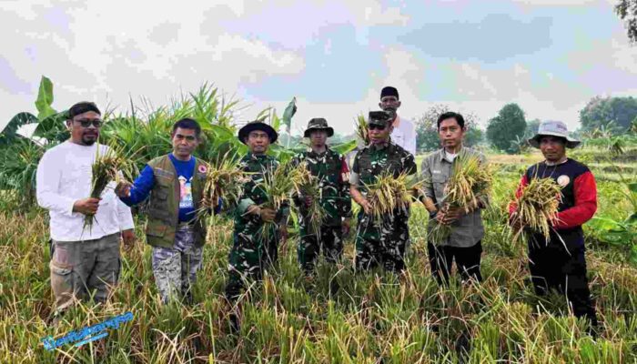 Dandim 0804 Magetan dan Tim Bulog Tinjau Panen Padi di Desa Ginuk