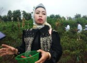 Komisi B DPRD Magetan Dorong Hasil Panen Cabai Desa Nglopang Berdaya Saing