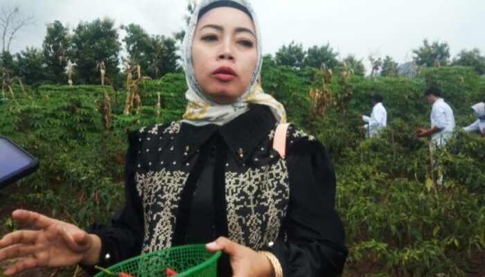 Komisi B DPRD Magetan Dorong Hasil Panen Cabai Desa Nglopang Berdaya Saing