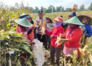 Panen Raya Jagung di Petak 122 Perhutani, Hasil Upaya TNI-Polri dan Rakyat
